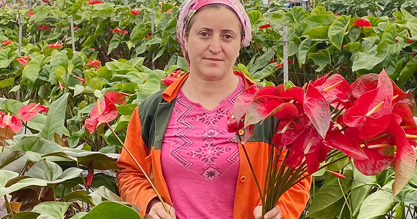Topraksız tarımın en uzun ömürlü çiçeği Antalya'dan Avrupa ülkelerine gönderiliyor
