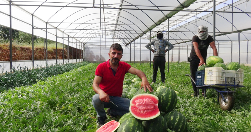 Karpuz üreticisi fiyattan memnun, ham kırımdan şikayetçi