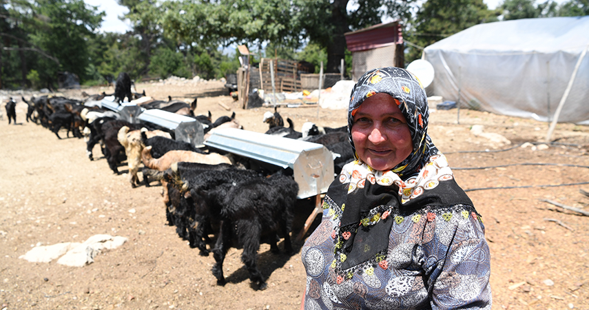 Konyaaltı’nda hayvanlar zengin otlarla besleniyor