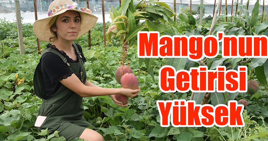 Üniversiteli Burçin mezun olup çiftçiliğe başladı, ilçedeki ilk mango hasadını yaptı