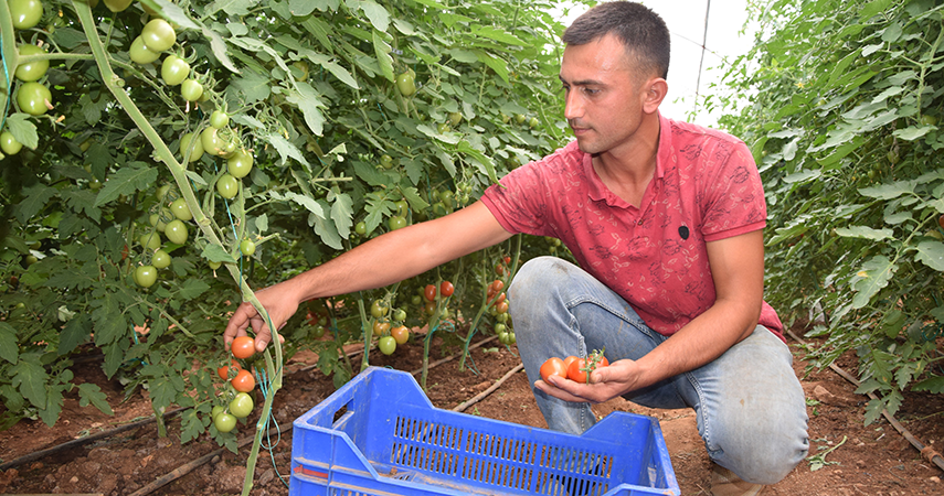 Üreticiden 13 TL’ye çıkan kokteyl domates marketlerde 23 TL’ye satılıyor