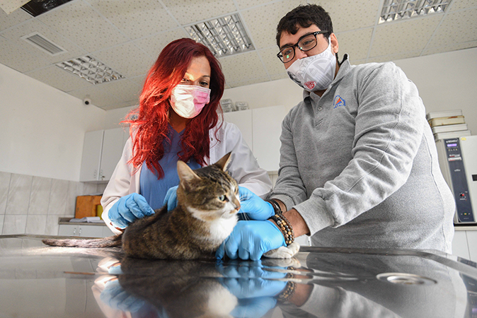 Muratpaşa 368 kedi ve köpeği sahiplendirdi.