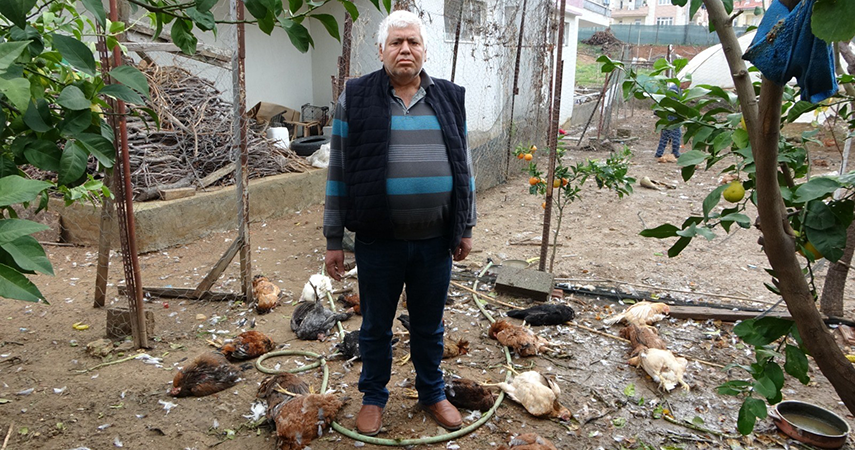 Aç kalan sokak köpekleri kümese saldırdı, 80'e yakın tavuk telef oldu