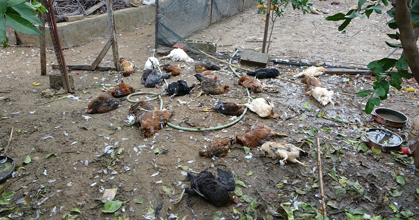 Aç kalan sokak köpekleri kümese saldırdı, 80'e yakın tavuk telef oldu