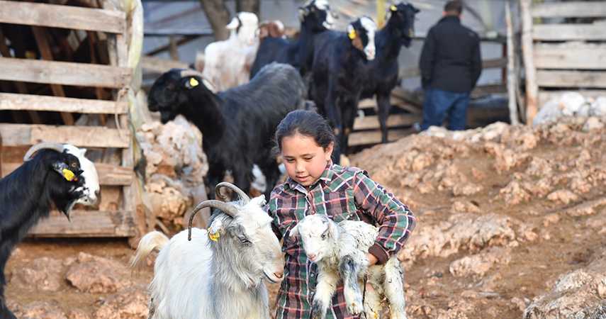 Hayvanlar için 1200 dekara gübre